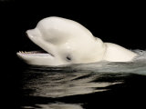 Beluga White Whale Surfacing  Vancouver Aquarium  Canada