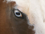 Close Up of Paint Horses Blue Eye  Flitner Ranch  Shell  Wyoming  USA