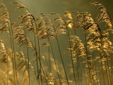 Common Reeds  Bude Canal  Cornwall  UK