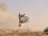 Cowdog Taking a Flying Leap  Flitner Ranch  Shell  Wyoming  USA