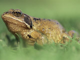 Common Frog Portrait Cornwall  UK