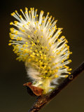 Sallow Pussy Willow Catkin  Cornwall  UK