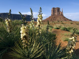 Soapweed Yucca Monument Valley Navajo Tribal Park  Arizona  Usa 2007