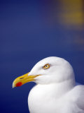 Herring Gull  Cornwall  UK