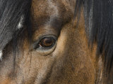 Close Up of Eye of a Paint Mare  Berthoud  Colorado  USA