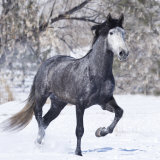 Grey Andalusian Stallion Running in Snow  Berthoud  Colorado  USA