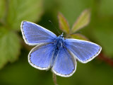 Common Blue Butterfly Dunsdon Nature Reserve  Near Holsworthy  Devon  UK