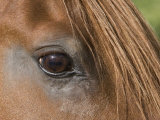 Close Up of Eye of Chestnut Peruvian Paso Stallion  Sante Fe  New Mexico  USA