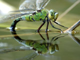 Female Emperor Dragonfly Laying Eggs at the Edge of a Pond Cornwall  UK