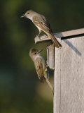 Brown-Crested Flycatcher Pair at Nest Box  Rio Grande Valley  Texas  USA