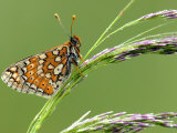 Marsh Fritillary Butterfly Resting on Grass  Vealand Fram Near Holsworthy  Devon  UK