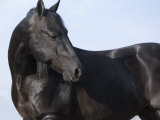 Black Quarter Horse Stallion  Longmont  Colorado  USA