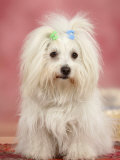 Coton De Tulear Dog Sitting Down