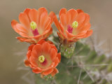 Claret Cup Cactus Flowers  Hill Country  Texas  USA