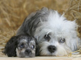 Domestic Dog  Dandie Dinmont Terrier with Puppy  6 Weeks