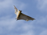Straw-Coloured Fruit Bat Flying  Kasanka National Park  Zambia  Africa