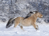 Norwegian Fjord Mare Running in Snow  Berthoud  Colorado  USA
