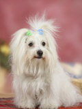 Coton De Tulear Dog Sitting Down