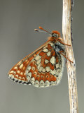 Marsh Fritillary Butterfly Resting Devon  UK