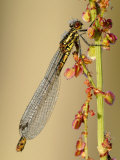 Large Red Damselfly  Tamar Lakes  Cornwall  UK