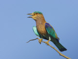 Indian Roller Calling  Bandhavgarh National Park  India 2007