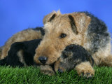 Domestic Dog  Welsh Terrier with Puppy  7 Weeks