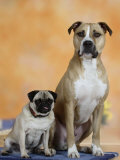 Pug Sitting Next to a Mixed Breed Dog on a Rug