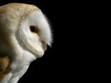 Barn Owl   Cornwall  UK