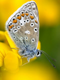 Common Blue Butterfly Cornwall Uk