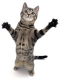 Brown Spotted Tabby Cat Male Standing and Reaching Up