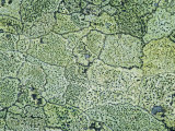 Map Lichen Dartmoor Np  Devon  UK