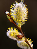 Sallow Catkins  Cornwall  UK