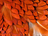 Male Pheasant Feathers  Devon  UK
