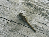 Common Darter Dragonfly Cornwall  UK