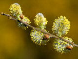 Sallow Pussy Willow Catkins  North Cornwall  UK