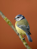 Blue Tit on Branch  Cornwall  UK