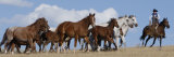 Cowboy Herding Quarter Horse Mares and Foals  Flitner Ranch  Shell  Wyoming  USA