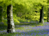 Beech and Bluebell Woodland at Lanhydrock  Cornwall  UK