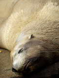 Steller Sealion Sunbathing  Johnstone Strait  Vancouver Island  British Columbia  Canada