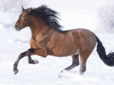 Bay Andalusian Stallion Running in the Snow  Berthoud  Colorado  USA