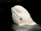 Beluga White Whale Surfacing  Vancouver Aquarium  Canada
