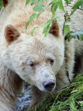Kermode Spirit Bear  White Morph of Black Bear  Princess Royal Island  British Columbia  Canada