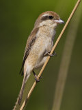 Brown Shrike Bandhavgarh Np  Madhya Pradesh  India  March