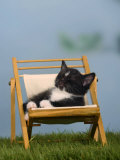 Domestic Cat  Kitten Sleeping on a Deckchair