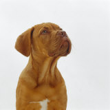 Dogue+de+bordeaux+cross+staffordshire+bull+terrier