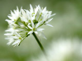 Ramson Wild Garlic Flower  Coombe Valley  Cornwall  UK
