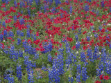 Texas Bluebonnet and Drummond's Phlox Flowering in Meadow  Gonzales County  Texas  Usa  March 2007