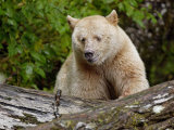 Kermode Spirit Bear  White Morph of Black Bear  Princess Royal Island  British Columbia  Canada