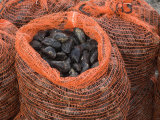 Common Mussels Freshly Harvested in Sacks  North Norfolk  England  UK