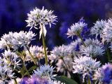 Wild Garlic Ramsons Among Bluebells  Lanhydrock Woodland  Cornwall  UK